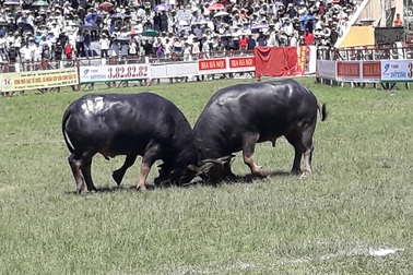 Sau sự cố trâu húc chết chủ, lễ hội chọi trâu Đồ Sơn có gì khác?