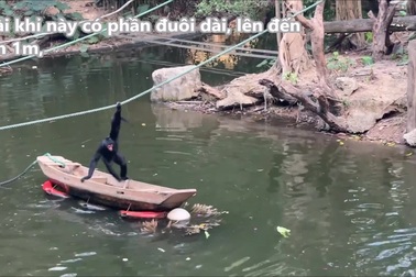 Khỉ nhện biết dùng thuyền để lấy thức ăn giữa hồ nước