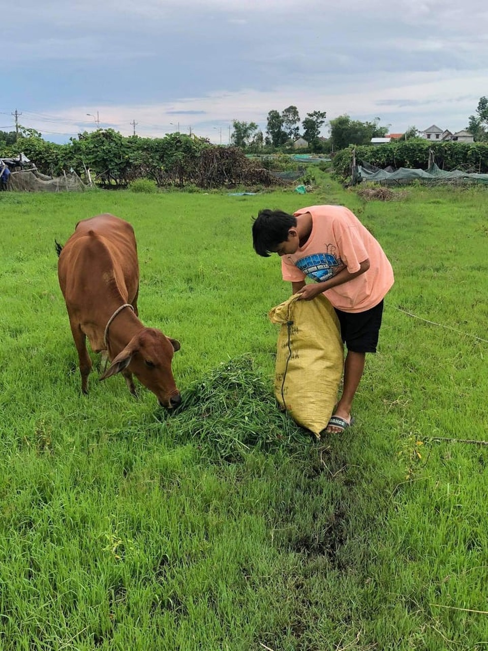 Nam sinh chăn bò, nhặt rau giúp mẹ đạt 9,75 điểm môn Văn - 5 Nam sinh chăn bò, nhặt rau giúp mẹ đạt 9,75 điểm môn Văn - 5