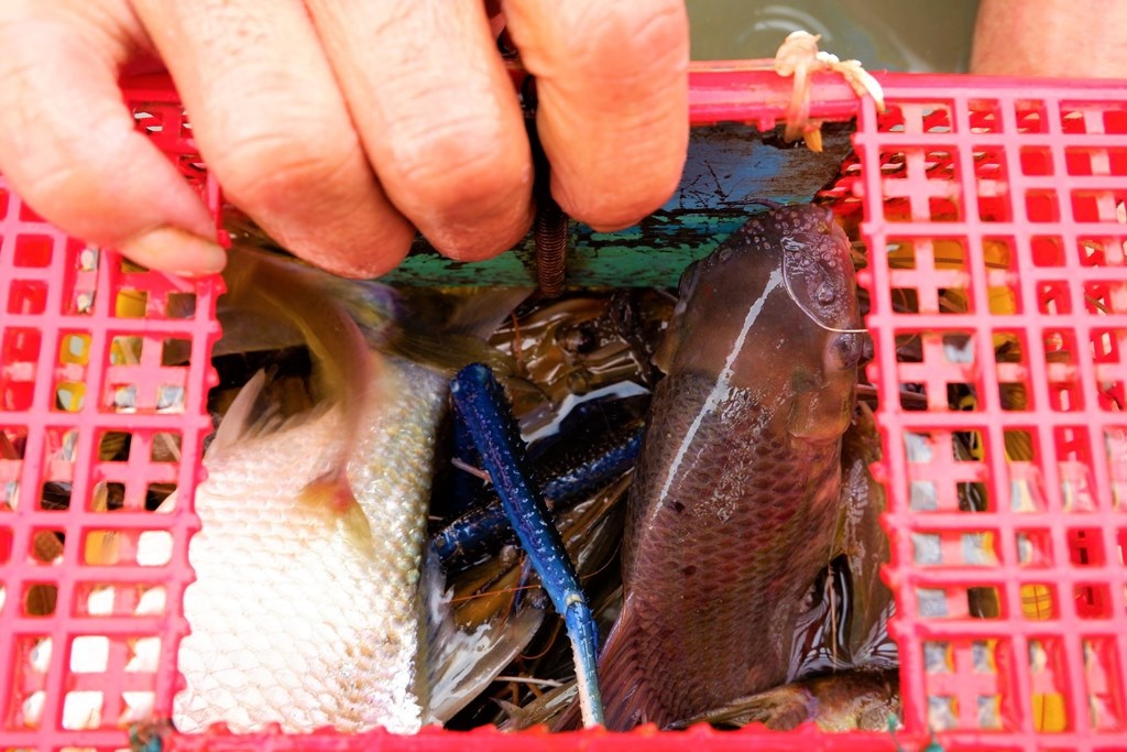 Dị nhân miền Tây, tay không bắt cá, bắt con nào dính con đó - 2 Dị nhân miền Tây, tay không bắt cá, bắt con nào dính con đó - 2