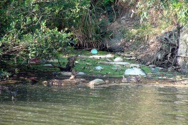 Dịch lở mồm long móng bùng phát, suối ô nhiễm vì nhiều xác heo