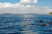 Đàn cá heo hàng trăm con bơi tung tăng trên vùng biển Phú Yên