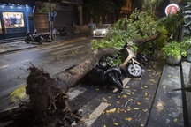 Hàng loạt cây xanh bật gốc, gãy cành sau cơn mưa dông lớn ở Hà Nội