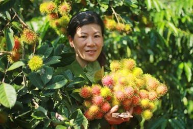 Gia Lai: Về "miệt vườn" xem cây ra quả thu trăm triệu đồng mỗi năm