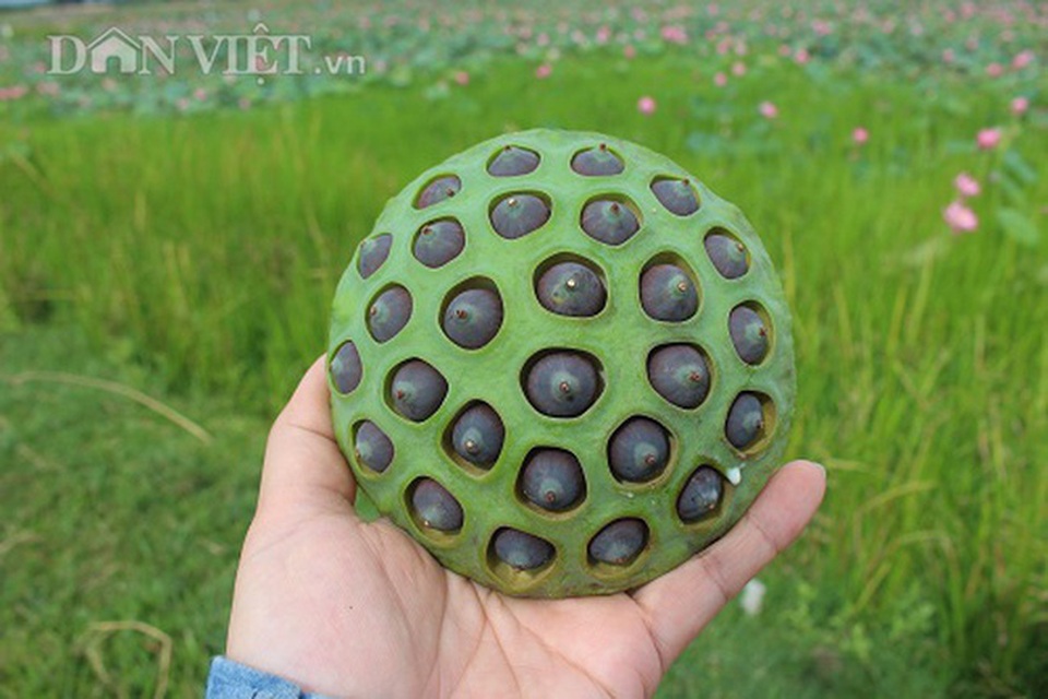 Hà Tĩnh: Cả làng trồng sen, chỉ bán hạt cũng lãi gấp đôi so với cấy lúa - 6 Hà Tĩnh: Cả làng trồng sen, chỉ bán hạt cũng lãi gấp đôi so với cấy lúa - 6