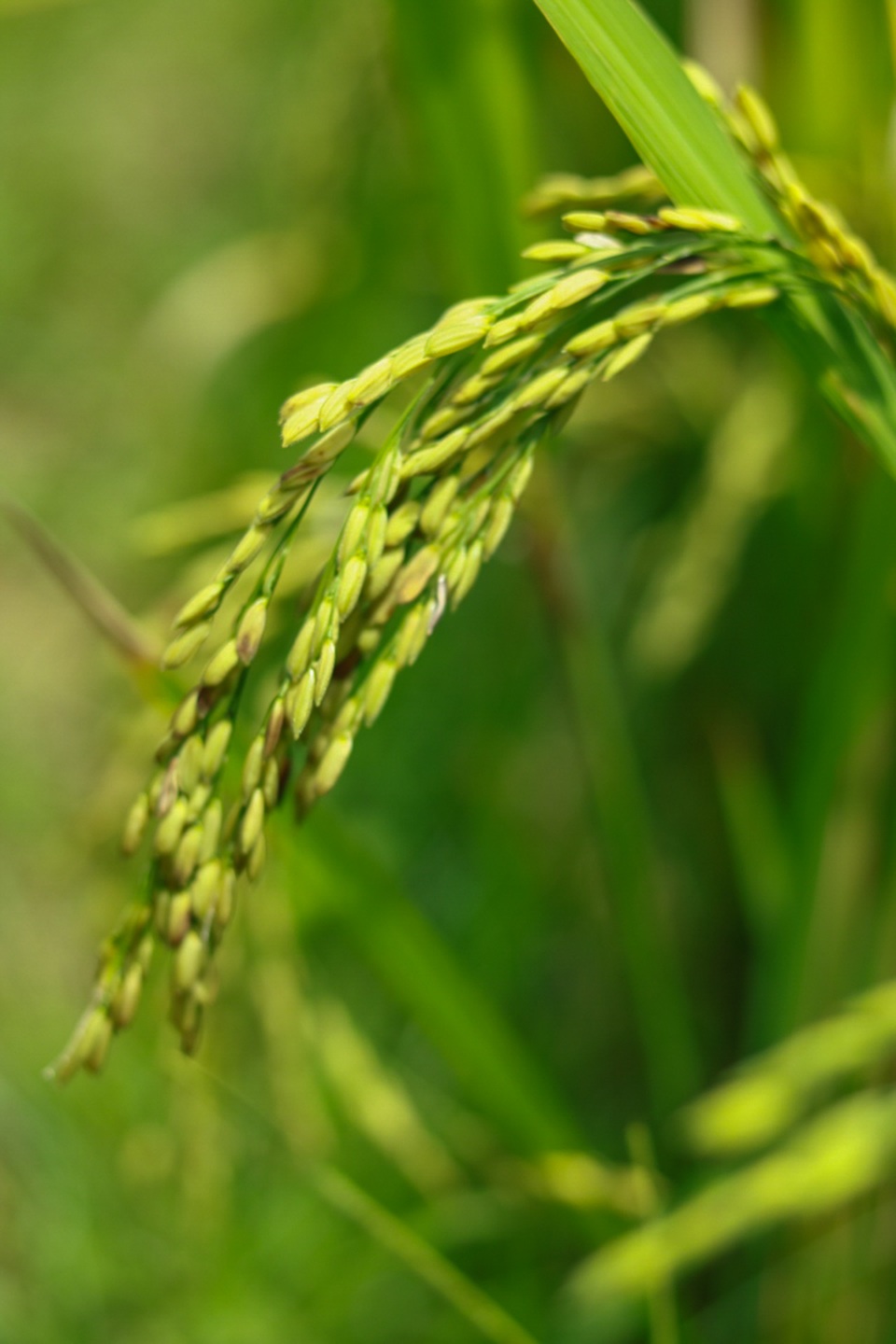 Mù Cang Chải đẹp mê đắm mùa lúa mới! - 13 Mù Cang Chải đẹp mê đắm mùa lúa mới! - 13