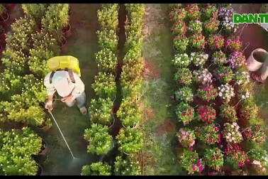 Những ruộng hoa háo hức chờ xuất vườn, phục vụ xuân Canh Tý