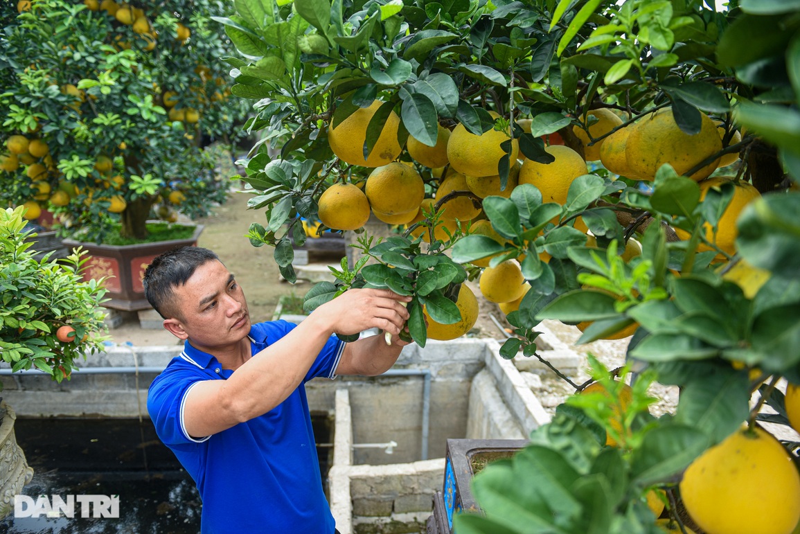 Cây bưởi dáng độc, khách đổi 2 cây vàng chủ vẫn không bán ở Hưng Yên - 2 Cây bưởi dáng độc, khách đổi 2 cây vàng chủ vẫn không bán ở Hưng Yên - 2