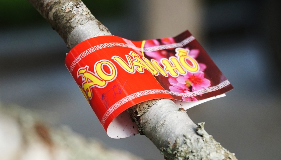 Những cành đào dán tem đầu tiên xuất hiện ở Hà Nội - 2 Những cành đào dán tem đầu tiên xuất hiện ở Hà Nội - 2