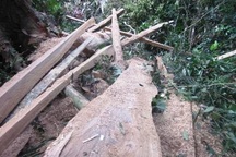 Bài 4: "Cần xem xét xử lý hình sự vụ công ty lâm nghiệp phá rừng tại Bắc Giang"