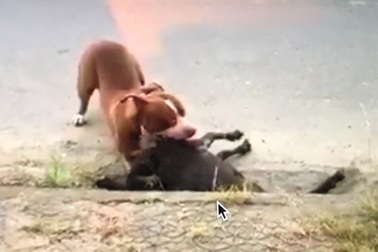 Kinh hoàng chó Pitbull thả rông cắn con dê chết trong vòng chưa đầy 1 phút