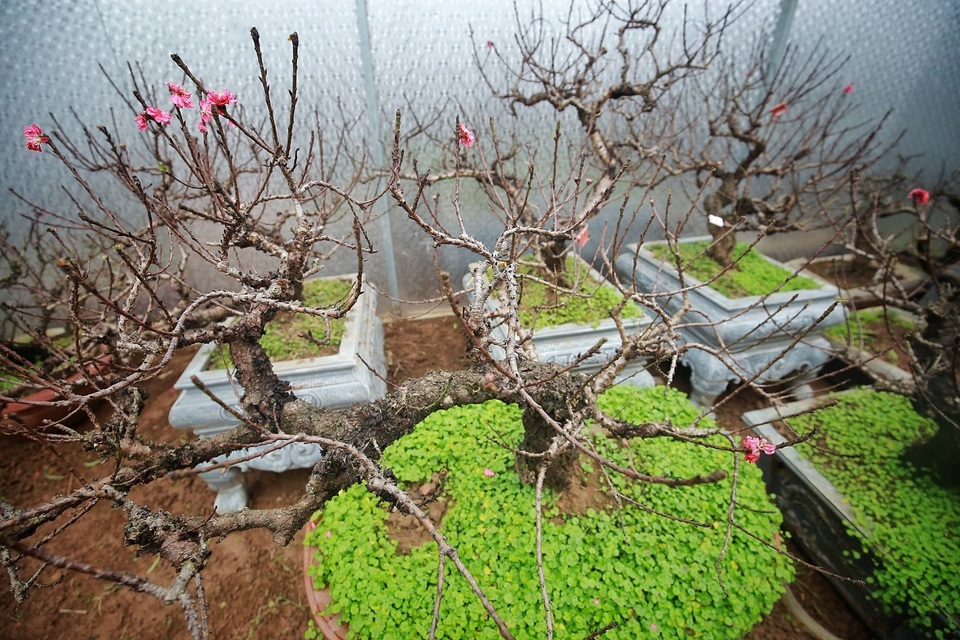 Vườn đào thất thốn độc nhất Hà Nội được nhiều đại gia trả giá “khủng” - 10 Vườn đào thất thốn độc nhất Hà Nội được nhiều đại gia trả giá “khủng” - 10