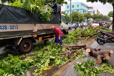 Cây xanh đổ đầy đường phố Đà Nẵng