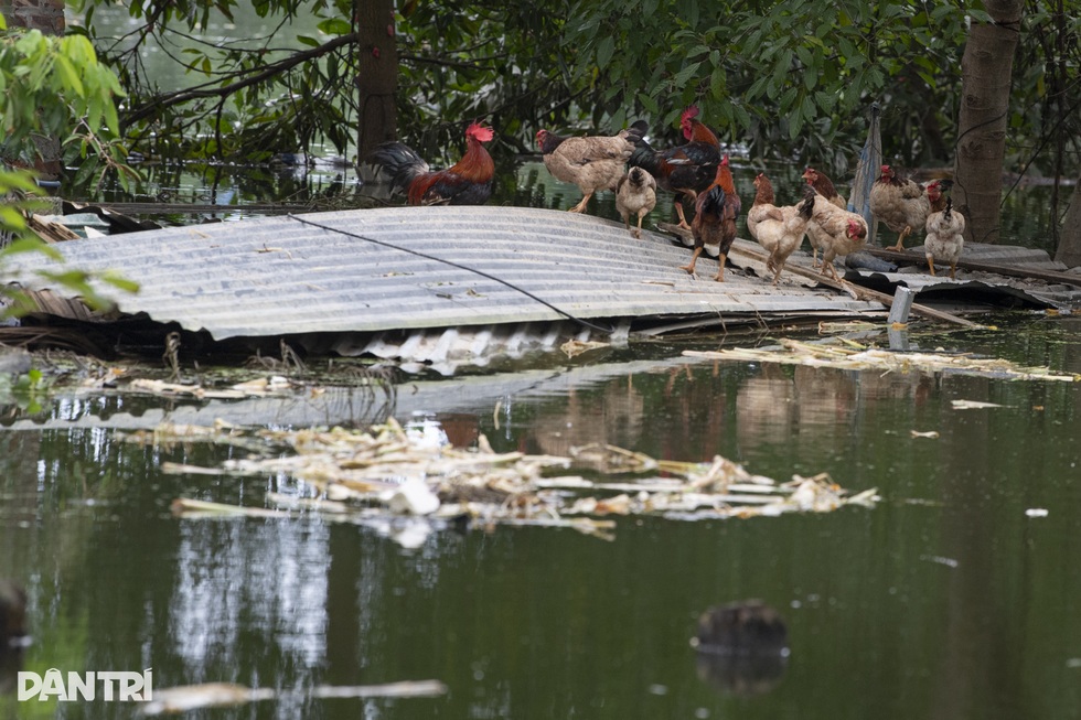 Mầm bệnh theo dòng nước bủa vây người dân tại rốn lũ Hà Nội - 5