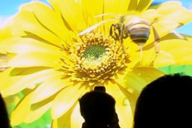 Màn hình 3D không kính 200 inch lớn nhất thế giới