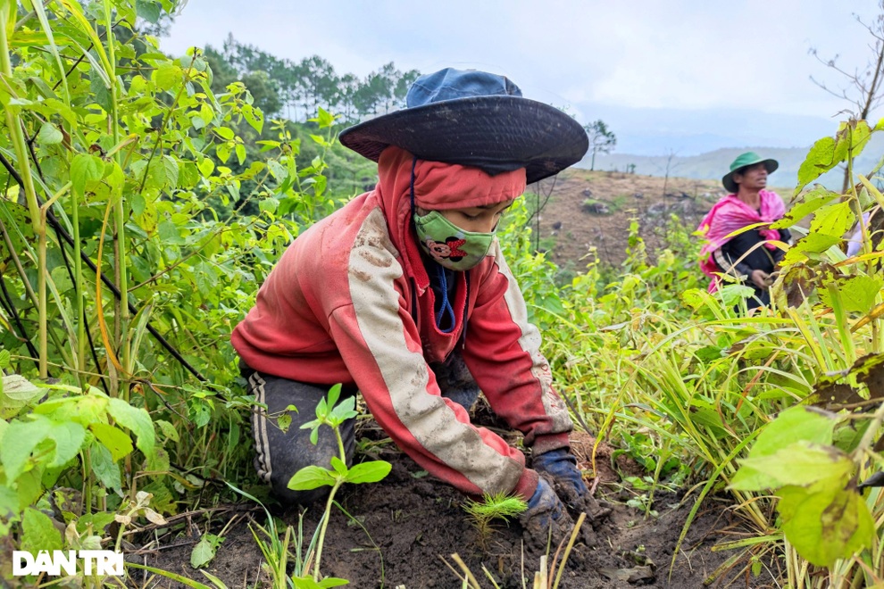 Cặp vợ chồng lang thang trên núi hơn 10 năm để phủ xanh đồi trọc - 4 Cặp vợ chồng lang thang trên núi hơn 10 năm để phủ xanh đồi trọc - 4