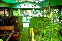 Lạ lùng trồng rau trong… xe buýt