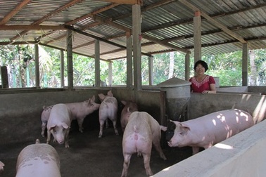 Nuôi lợn cả xóm được nhờ!