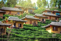 Ngôi làng ẩn hiện trong mây, nằm giữa đồi chè đẹp như cổ tích ở Thái Lan