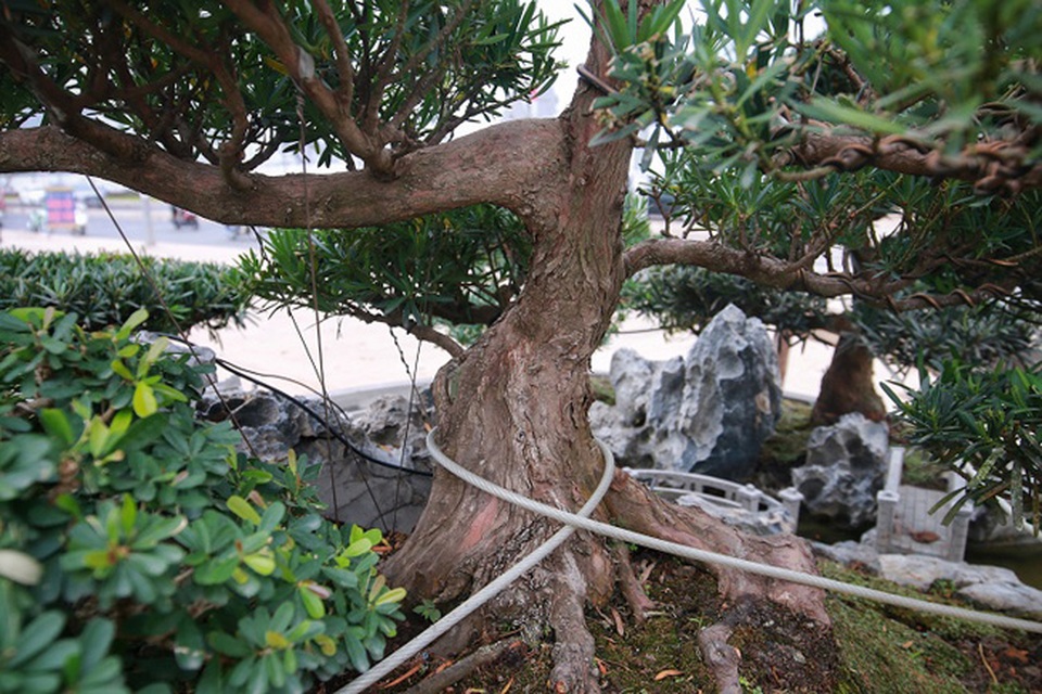 Chiêm ngưỡng tác phẩm Đồi tùng La Hán độc nhất vô nhị giá 350 triệu đồng - 4 Chiêm ngưỡng tác phẩm Đồi tùng La Hán độc nhất vô nhị giá 350 triệu đồng - 4