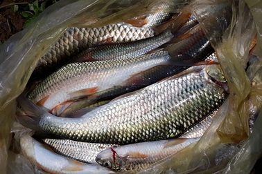 Hồi sinh đàn cá đặc sản trên dòng Chà Lạp