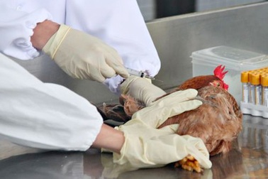 Nguy cơ của cúm A/H5N6 vào mùa thu