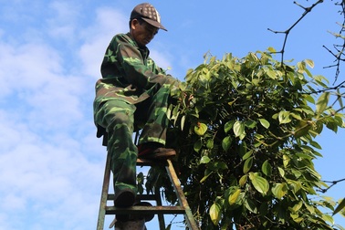 Đỏ mắt tìm nhân công thời "vàng đen" mất giá