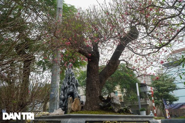 Đào "khổng lồ" gốc to bằng vòng tay người lớn giá 100 triệu đồng ở Hà Nội