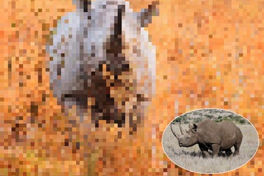 “Ám ảnh” album động vật hoang dã với mỗi Pixel tương ứng một cá thể còn sống