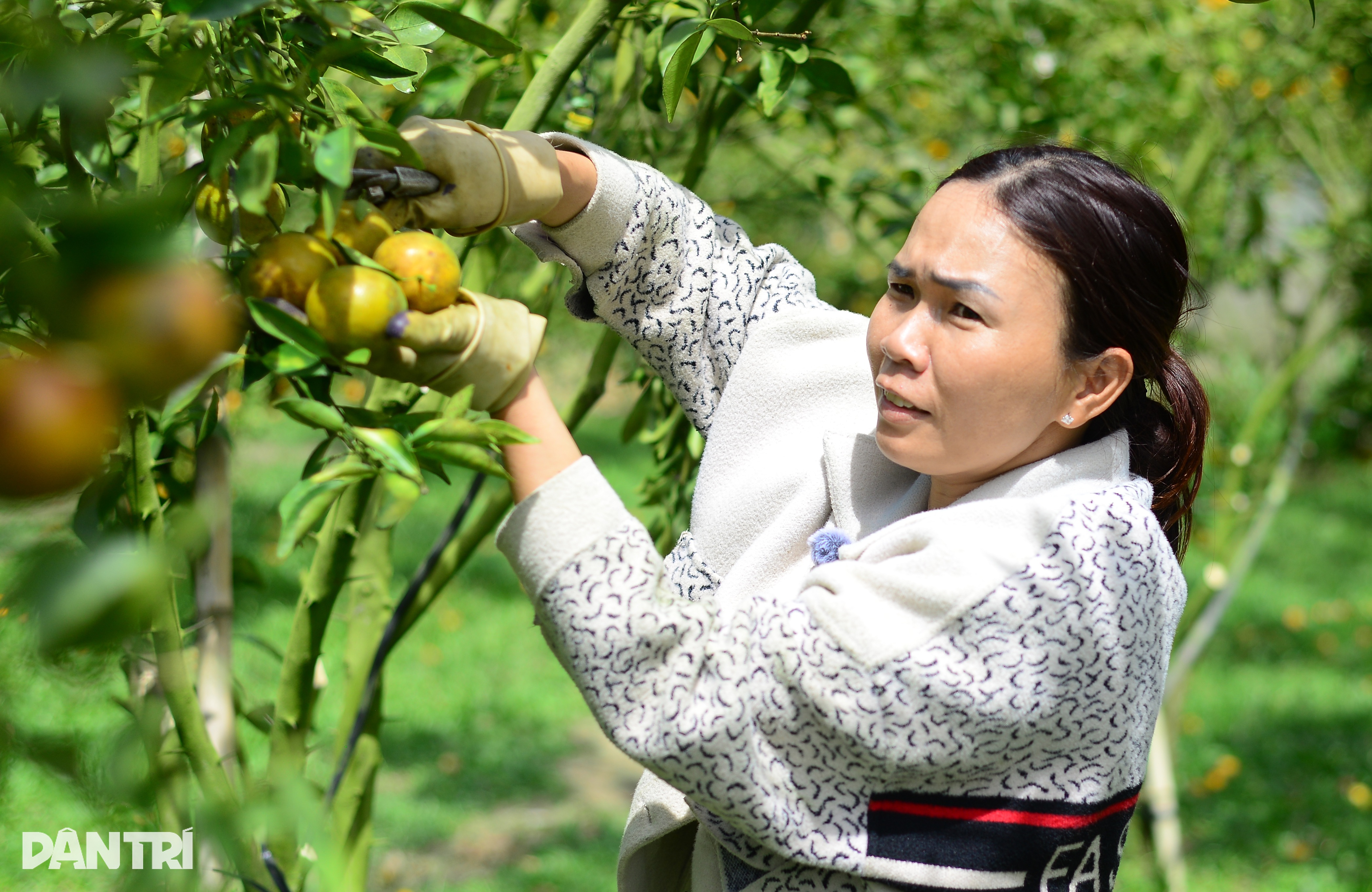 ফলের বাগানের মালিকের কাছে লক্ষ লক্ষ টাকা আয় করার অনন্য কৌশল - ১ Độc chiêu kiếm hàng trăm triệu đồng dịp cận Tết của chủ vườn trái cây - 1