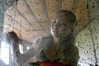 Nuôi ruồi… cũng kiếm bộn tiền