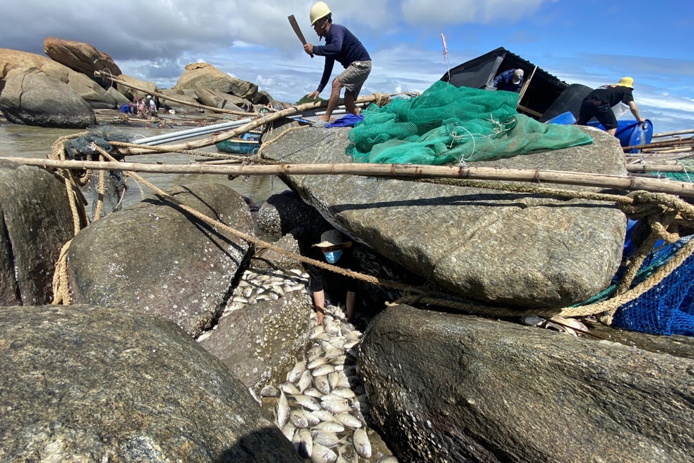 Cá chết trắng sau mưa lũ, ngư dân Quảng Ngãi ngậm ngùi đào hố chôn tiền tỷ - 1