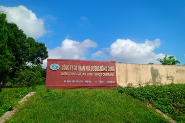 Người trồng mía khốn đốn vì công ty mía đường không chịu trả nợ