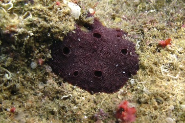 Hóa thạch bí ẩn hé lộ manh mối lâu đời nhất của sự sống động vật