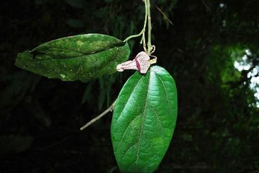 Những loài động thực vật cực "độc" ở khu bảo tồn thiên nhiên đặc biệt