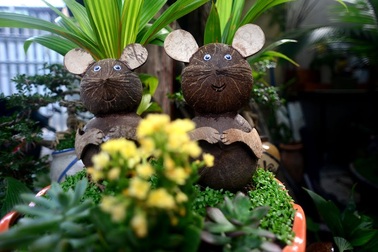 Biến dừa khô thành bonsai hình chuột phát tài