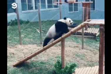 Thư giãn với những khoảnh khắc vui nhộn và hài hước của gấu trúc