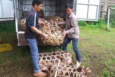 Bắt 4 đối tượng đang vận chuyển gia cầm nhập lậu với tốc độ cao