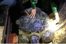 Rùa biển quý hiếm nặng hơn 120 kg mắc lưới ngư dân