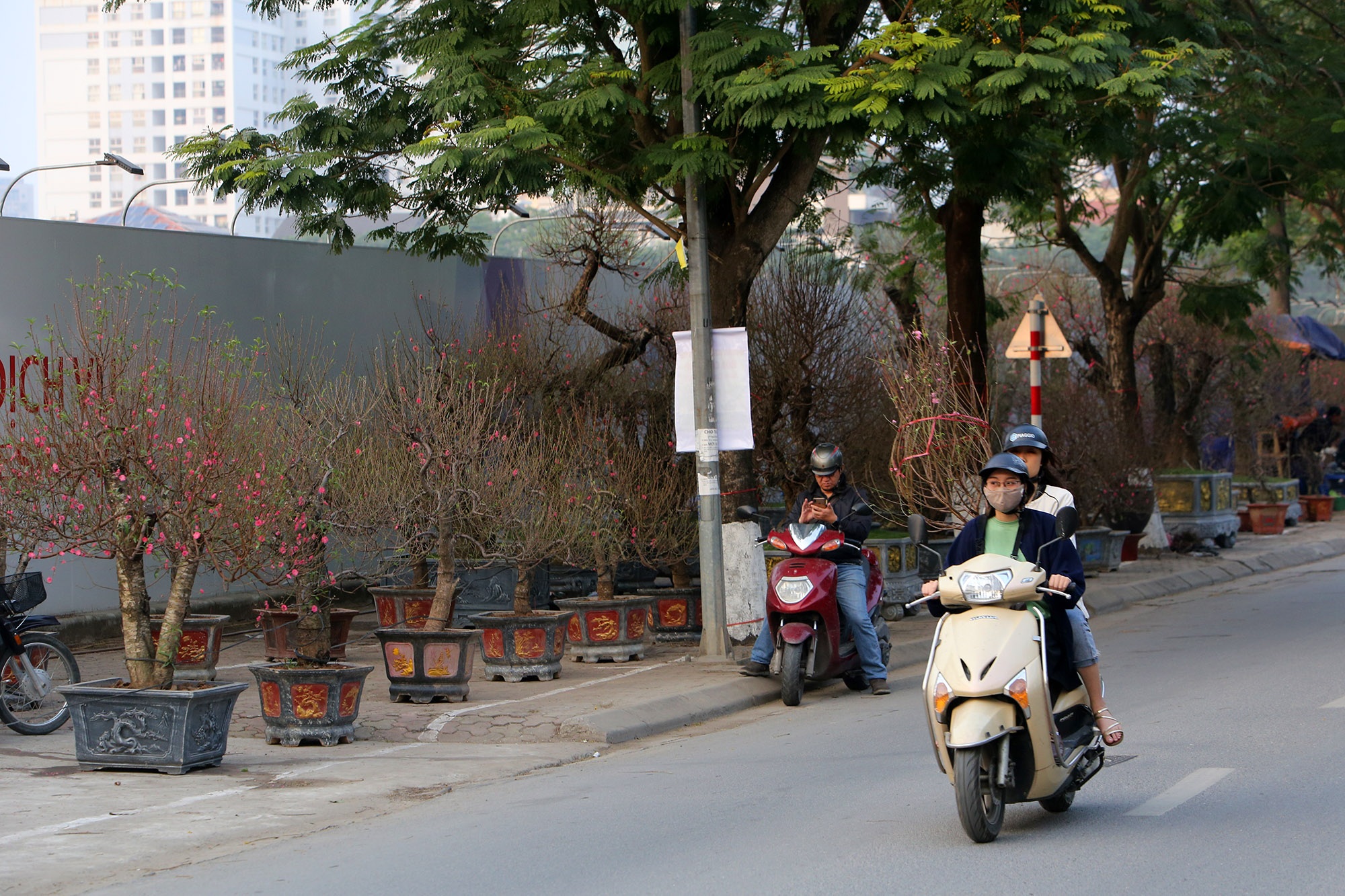 Cây đào gốc khủng giá hàng chục triệu đồng ra phố đón Tết Canh Tý - 4 Cây đào gốc khủng giá hàng chục triệu đồng ra phố đón Tết Canh Tý - 4