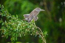 Tổ ấm đặc biệt của các loài chim ở vùng Bảy Núi An Giang