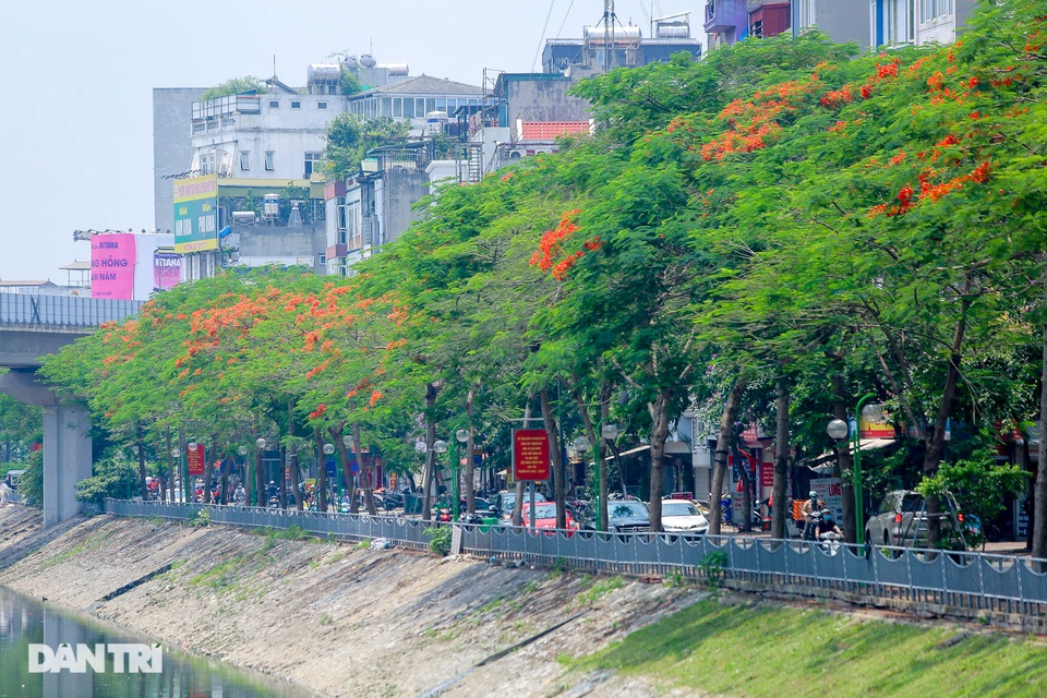 Phố phường Hà Nội rực rỡ sắc hoa phượng đỏ tháng 5 - 4 Phố phường Hà Nội rực rỡ sắc hoa phượng đỏ tháng 5 - 4