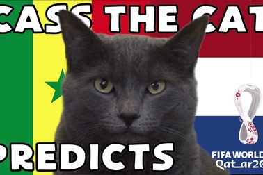 Mèo tiên tri lựa chọn Hà Lan thắng Senegal