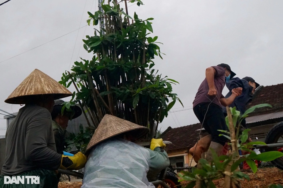Nông dân dầm mình trong mưa lũ cứu mai - Bình Định -27 -10 - 2021 - Doãn Công -1 Nông dân dầm mình trong mưa lũ cứu mai - Bình Định -27 -10 - 2021 - Doãn Công -1
