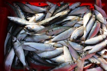 Ngư dân mỏi tay gỡ "chiến lợi phẩm" sau một đêm vươn khơi