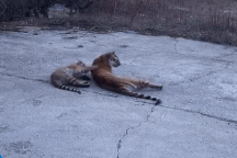 Trung Quốc: Người dân hoang mang khi đàn hổ đi lang thang khắp làng