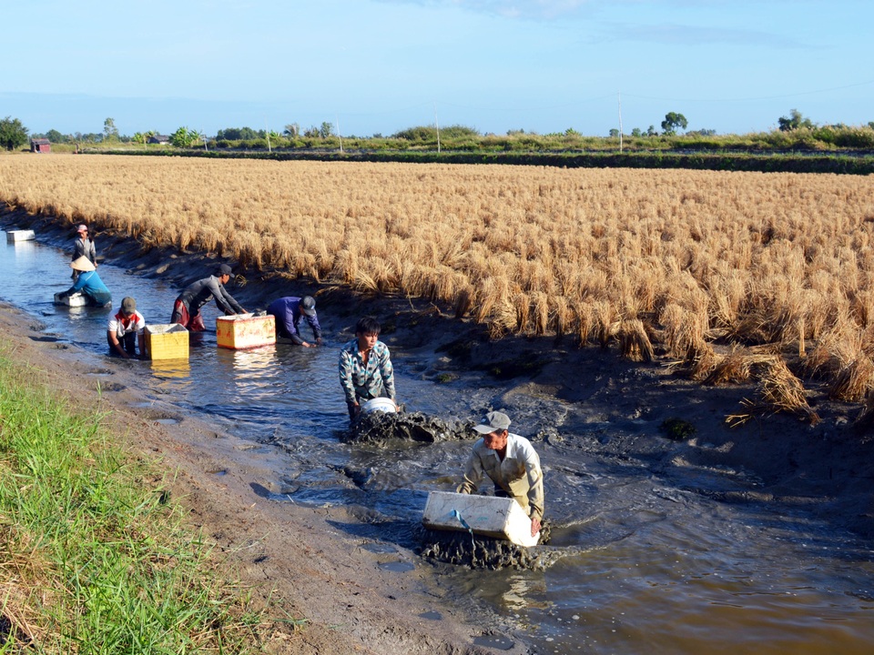 Thu hàng chục triệu mỗi ha, phát triển nuôi tôm - lúa thành đặc sản ĐBSCL - 1 Thu hàng chục triệu mỗi ha, phát triển nuôi tôm - lúa thành đặc sản ĐBSCL - 1