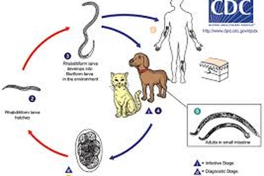 Nuôi dưỡng chó cưng: Coi chừng giun, sán
