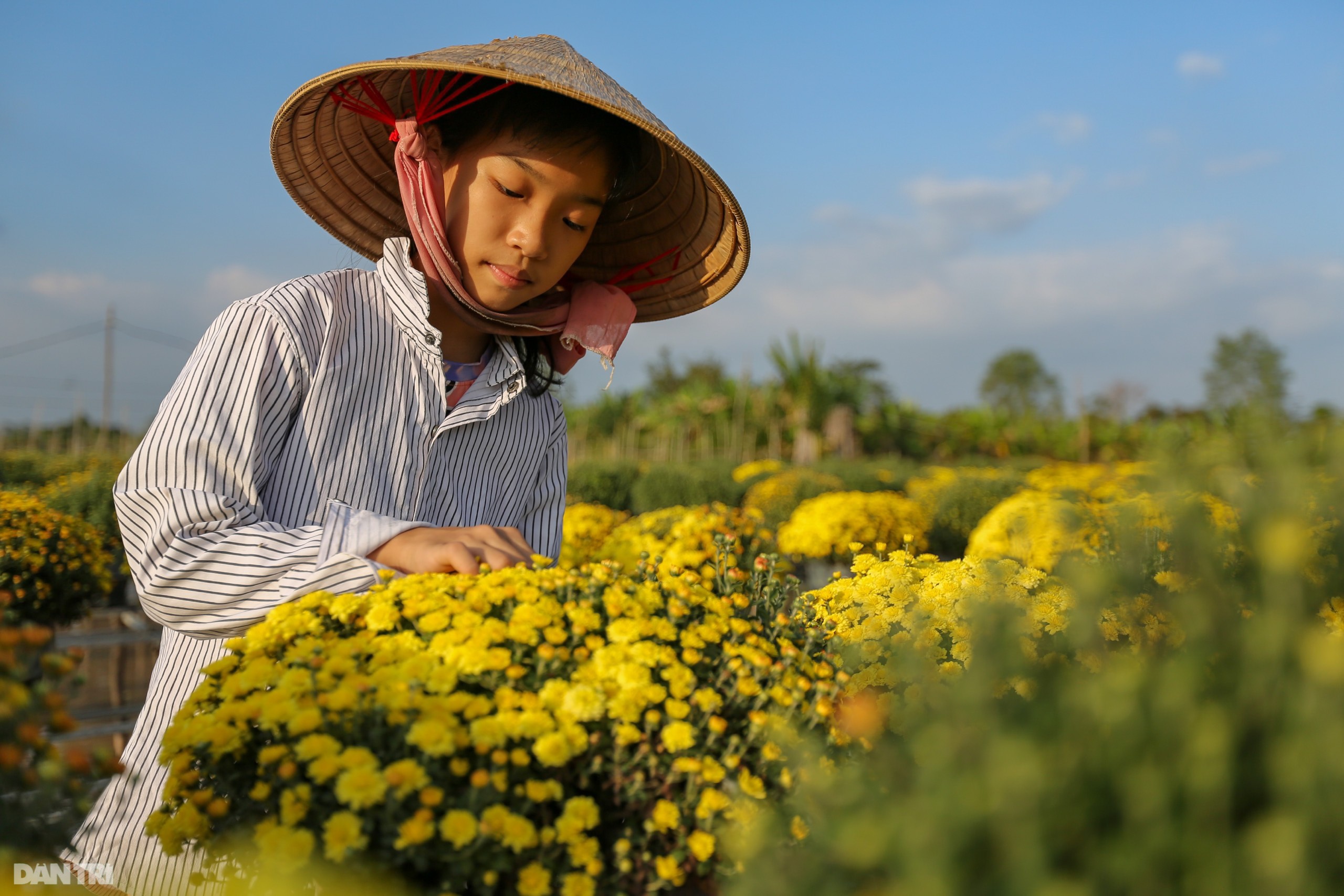 Vụ hoa một sống hai chết của gia đình trồng cúc mâm xôi ở miền Tây - 4 Vụ hoa một sống hai chết của gia đình trồng cúc mâm xôi ở miền Tây - 4