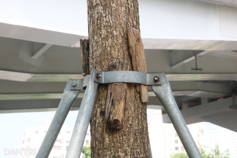 Cận cảnh gông cùm siết chặt hàng cây xanh đang tuổi lớn trên đường Hà Nội - 8 Cận cảnh gông cùm siết chặt hàng cây xanh đang tuổi lớn trên đường Hà Nội - 8